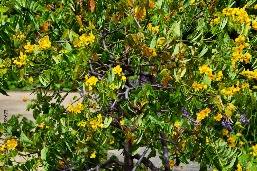 Zweige und goldgelbe Blüten von Cassia Senna, Pflanze im Botanischen Garten in Gütersloh, 
Gelbe Cassia-Blume