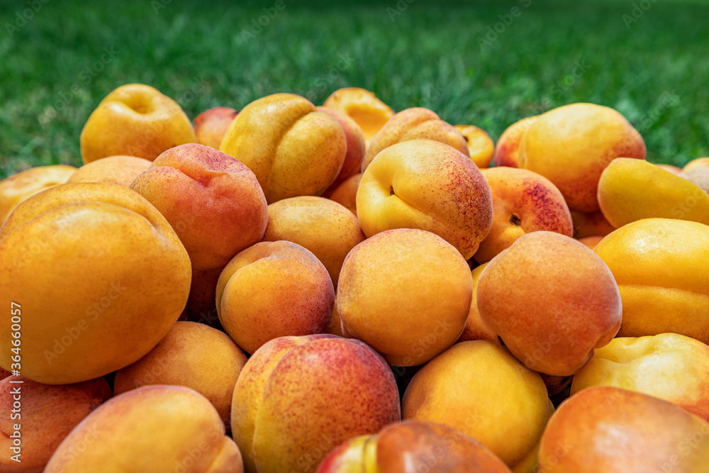 Apricots, ripe beautiful apricots lie on the grass. Beautiful colorful background Apricots, ripe beautiful apricots lie on the grass. Beautiful colorful background