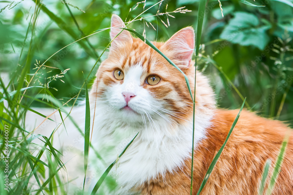 Big beautiful red cat walks on the grass on a summer day, walks in nature