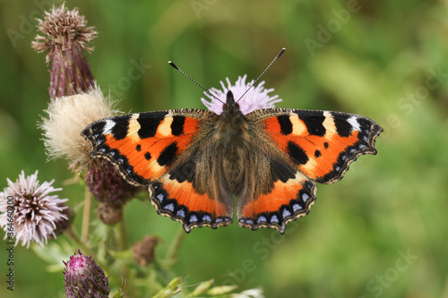 A Small Tortoiseshell Butterfly, Aglais urticae, nectaring on a thistle flower in a meadow. © Sandra Standbridge