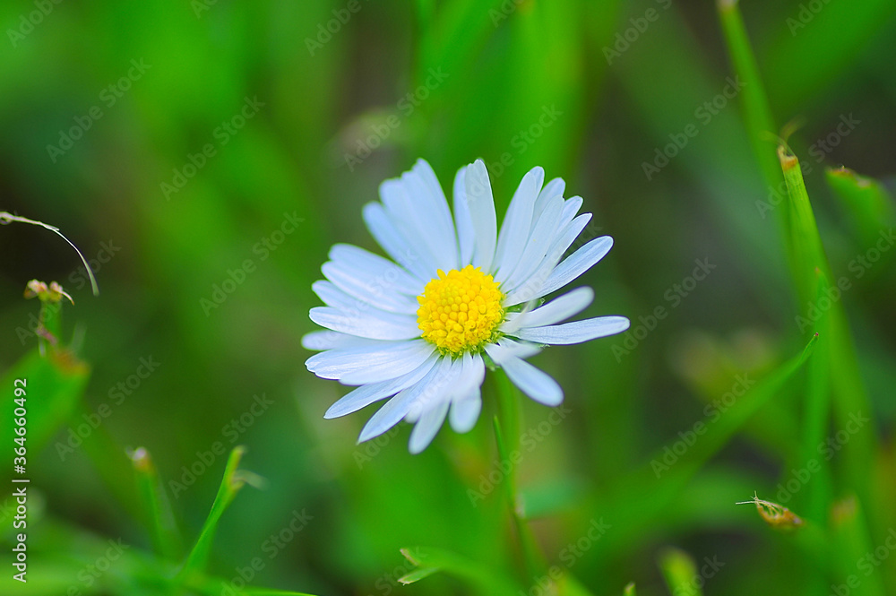 white daisy flower white daisy flower