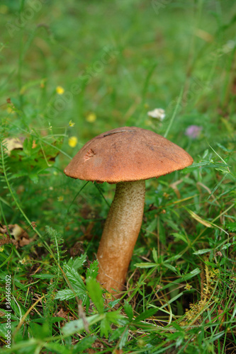 A close up of red-capped scaber stalk (Leccinum aurantiacum) growing in the grass in the forest