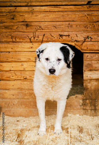 a dog in a dog shelter stands near a booth