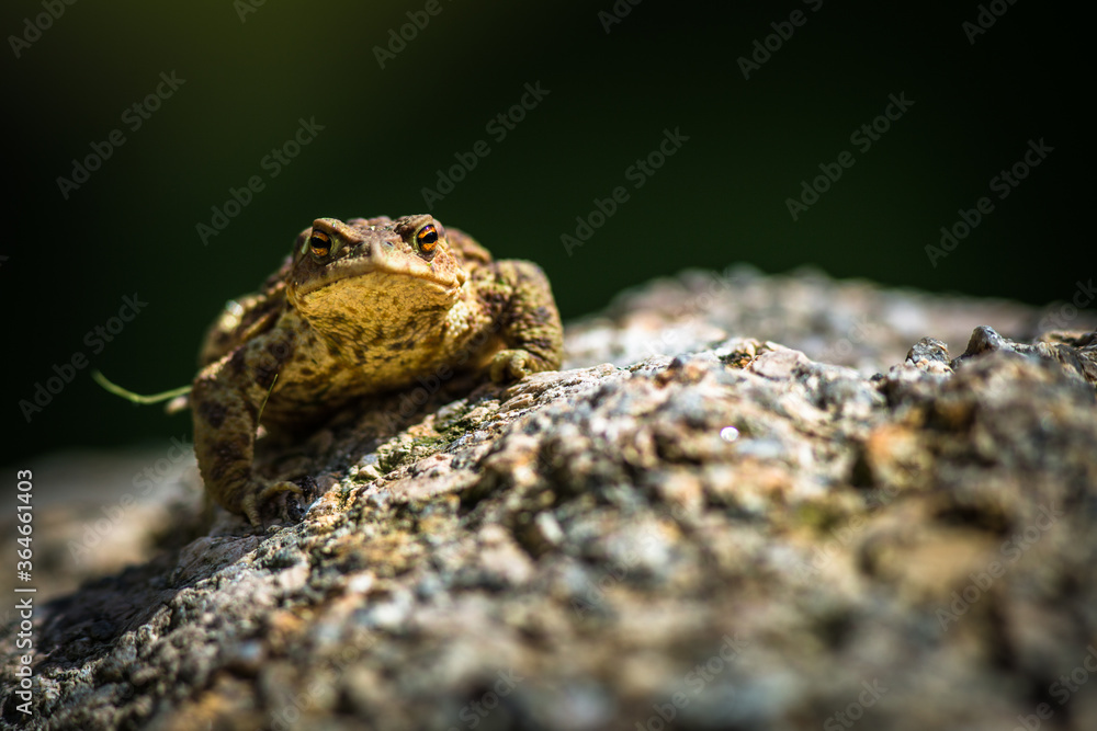 Obraz premium toad frog portrait in nature