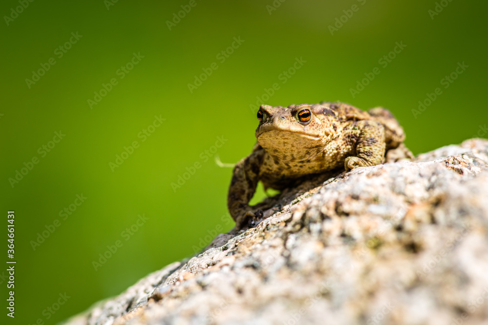 Obraz premium toad frog portrait in nature