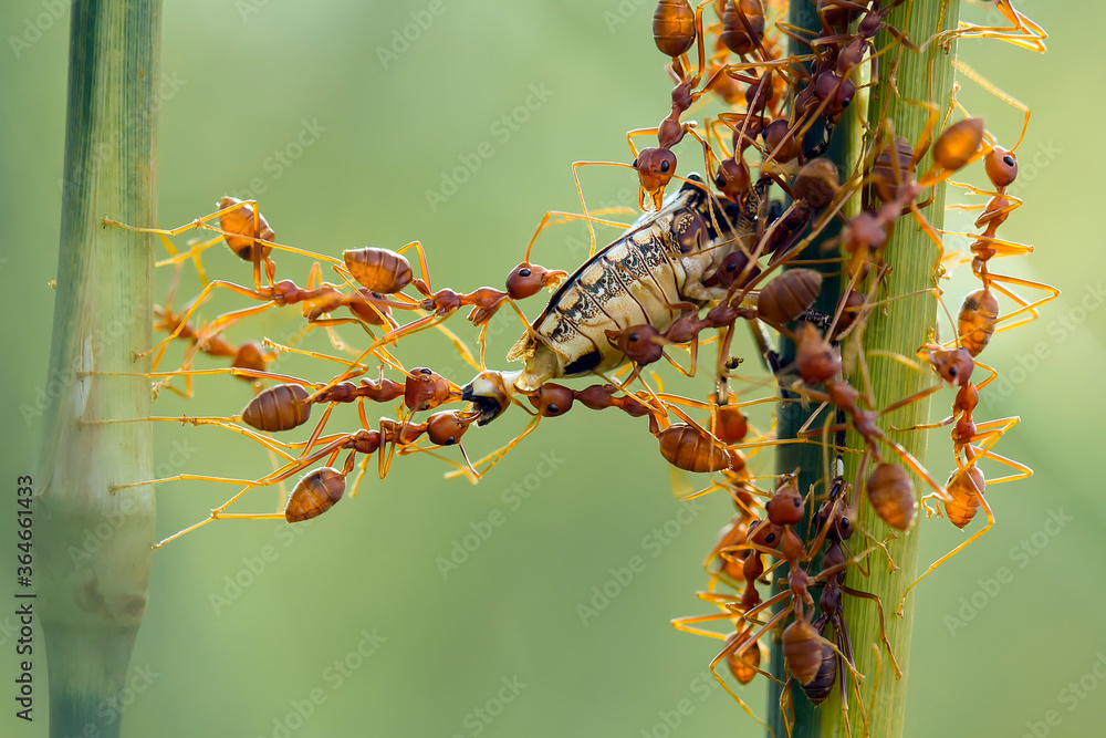 Obraz premium Red Ants Eating Bee on Branch