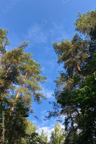 Vignette of green tree branches with blue sky  vertical photo