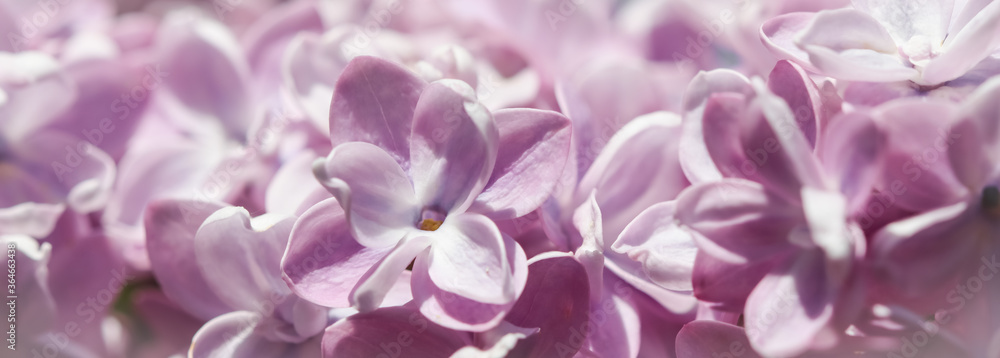 Blooming branch of purple terry Lilac in spring