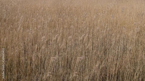 Golden reed gently swaying in the wind on the shore of a pond. Reed is used as roofing material. Background image