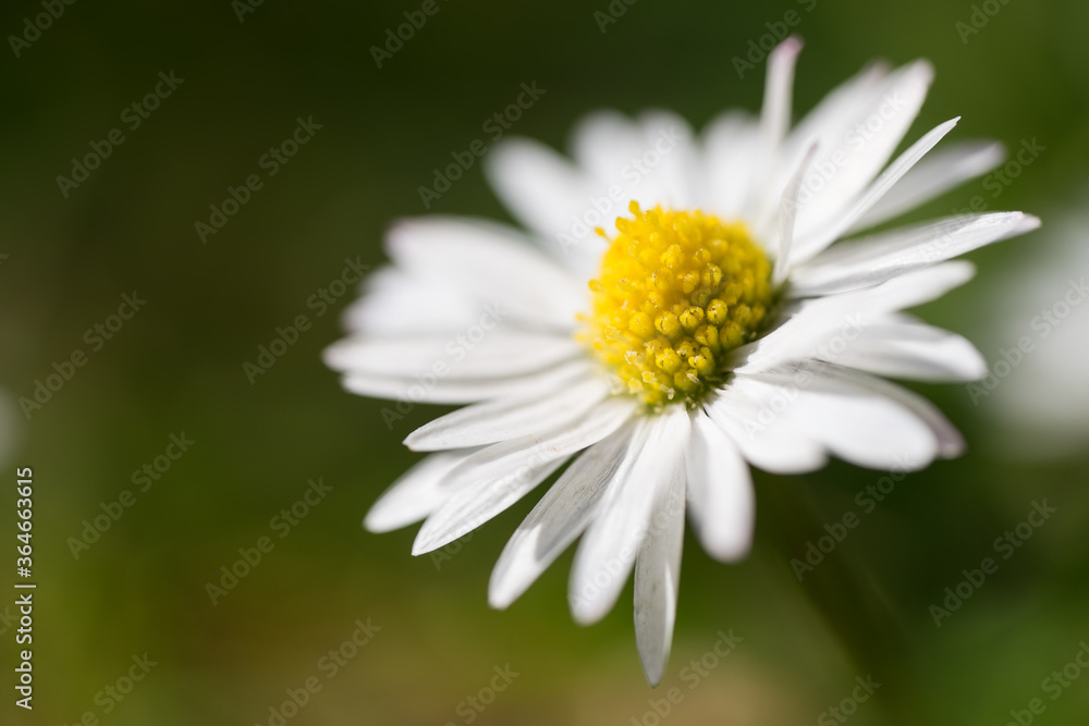 Close up of one beautiful daisy flower with shallow depth of field. Green blurred background Close up of one beautiful daisy flower with shallow depth of field. Green blurred background