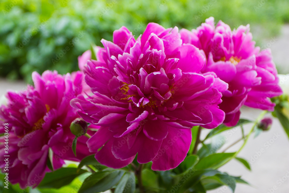 Blossom of saturated pink peony, blurred background