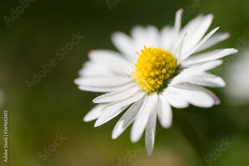 Close up of one beautiful daisy flower with shallow depth of field. Green blurred background