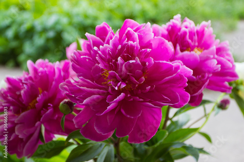 Blossom of saturated pink peony  blurred background