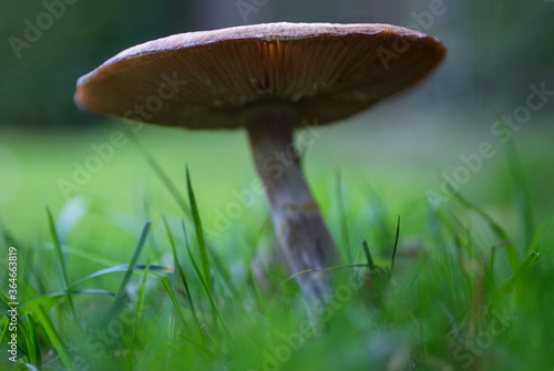 Mushroom or toadstool among the grass in a garden with narrow depth of field, photographed from a low point of view