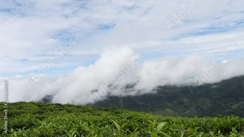 tea plantation and clouds time-laps 