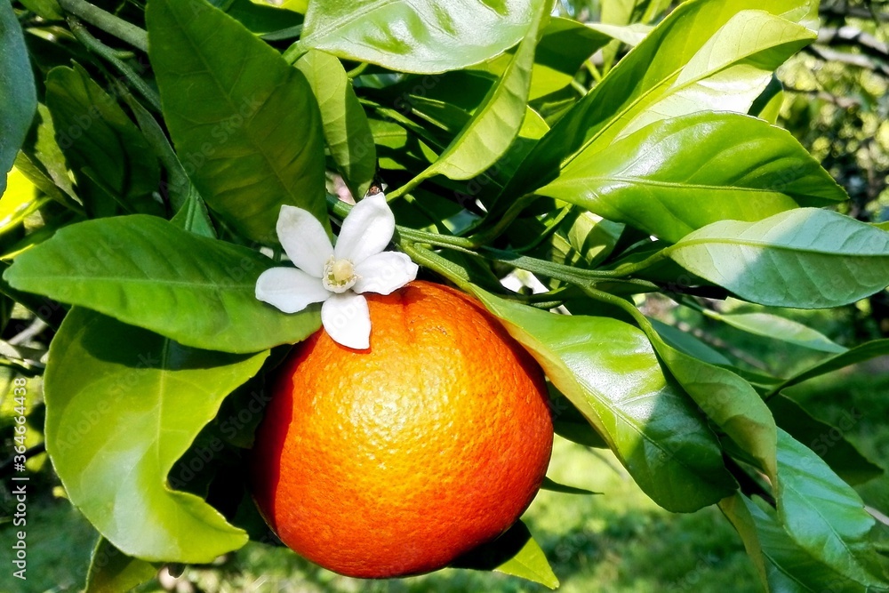 White flower orange fruit for essential oil neroli natural