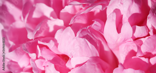 Soft focus  abstract floral background  pink peony flower petals. Macro flowers backdrop for holiday brand design