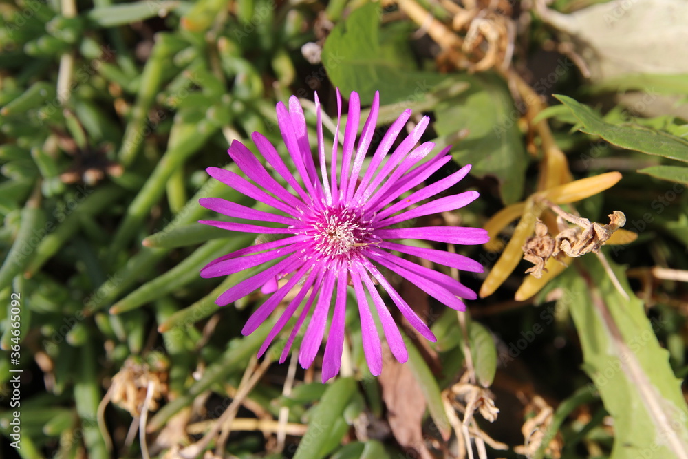 Blossom Delosperma Cooperi (Purple Ice Plant) in sunny day, South Korea Blossom Delosperma Cooperi (Purple Ice Plant) in sunny day, South Korea