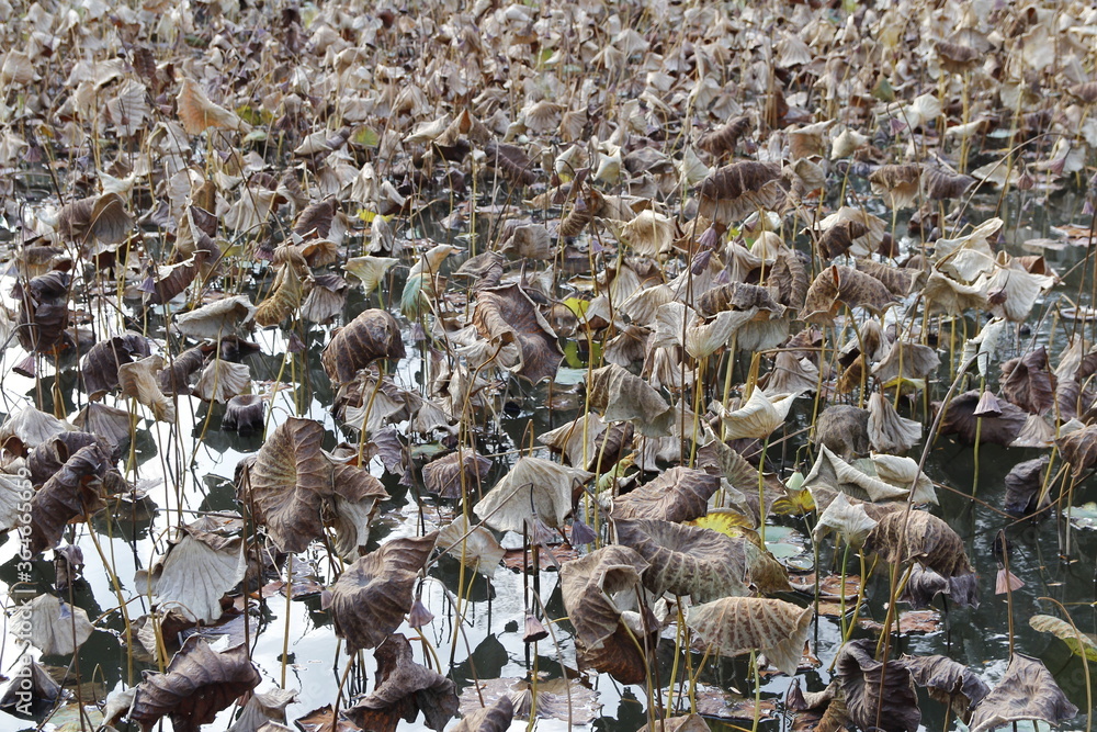 The withered lotus leaves in the pond in autumn, South Korea The withered lotus leaves in the pond in autumn, South Korea