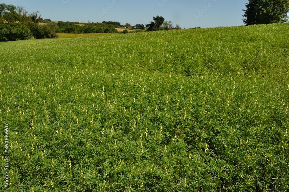 lupine fodder in a field lupine fodder in a field