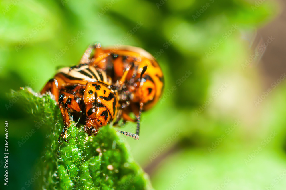 Obraz premium Two Colorado beetles mate on a green potato leaf close-up, macro shot