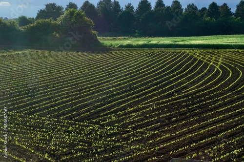 Photos Corn  field in  Spring in Brittany