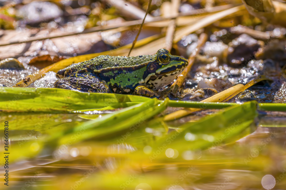 slippery frog in a pond in nature slippery frog in a pond in nature