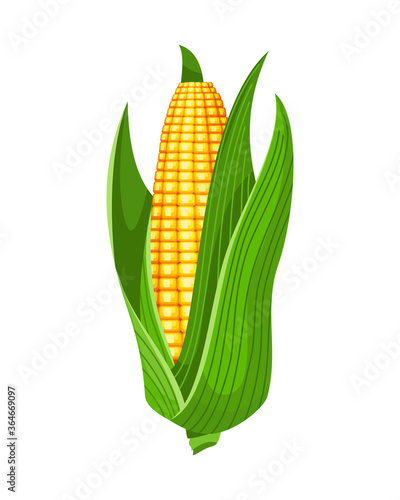 Corn. Isolated ripe corn ear. Yellow corn cob with green leaves. Summer farm design element. Sweet bunch of corn