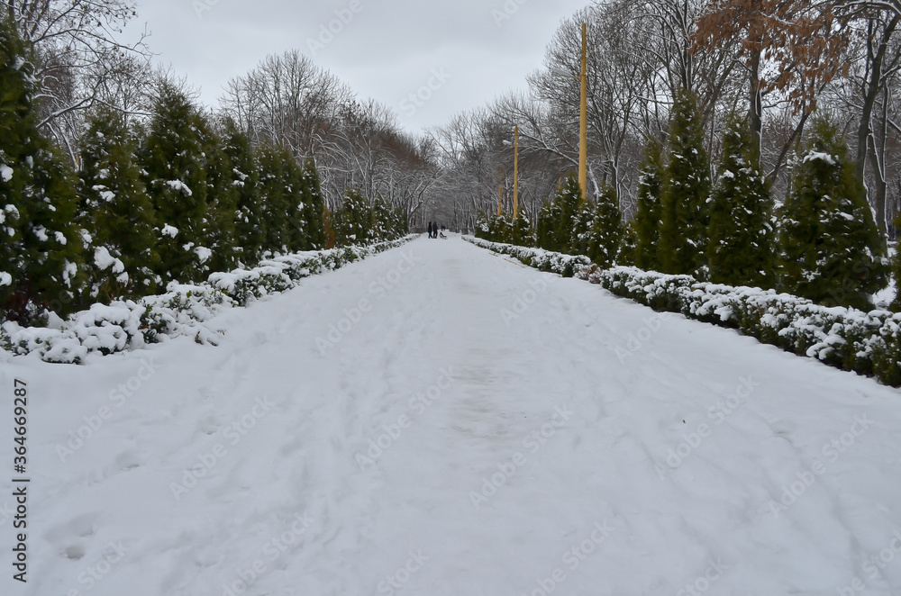 Obraz premium snow covered trees