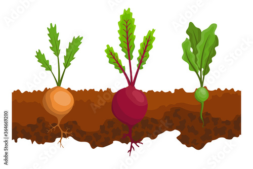 Vegetables growing in the ground. One line turnip, beet. Plants showing root structure below ground level. Organic and healthy food. Vegetable garden banner. Poster with root veggies