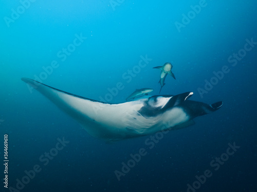 Oceanic manta ray swimming in the blue