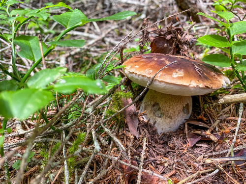 Porcino mushroom, italian woods. Delicious edible mushroom boletus edulis in spruce forest