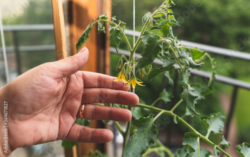 Fotografie A man is gardening in a city apartment, growing tomatoes and arugula near a window