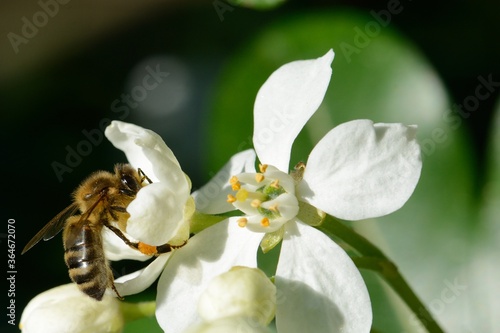 abeille au soleil