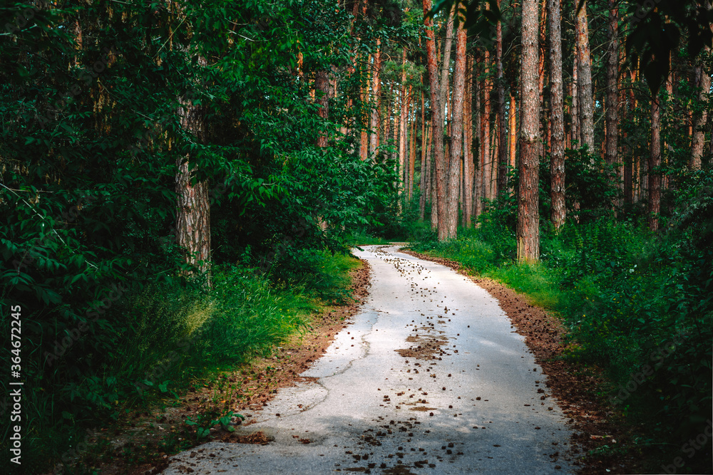 Fototapeta premium Panorama of a beautiful pine forest with cones on the path, fresh air