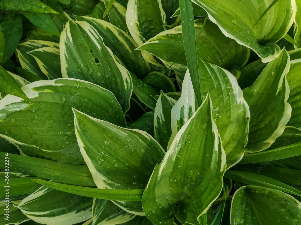 Fototapeta premium variegated green leaves of hosts with white stripes as background.