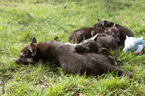 cute sleeping puppies