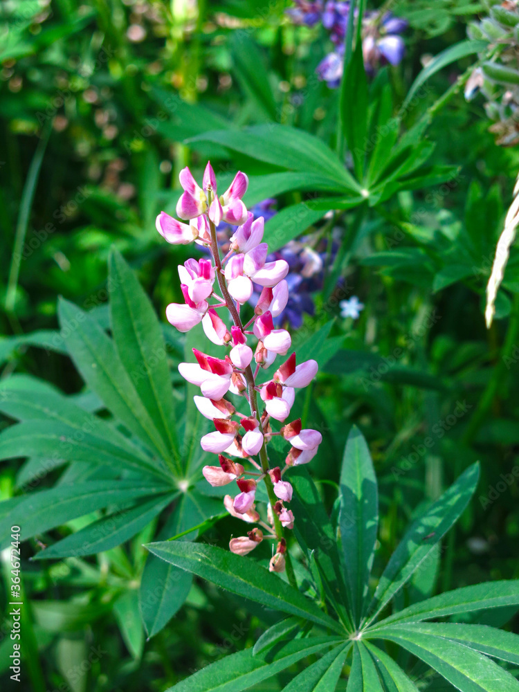 rose Lupin blooms in summer in the grass