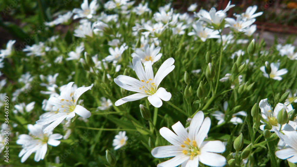 Little white flowers for background. Little white flowers for background. Glade of flowers. Little white flowers for background. Little white flowers for background. Glade of flowers.