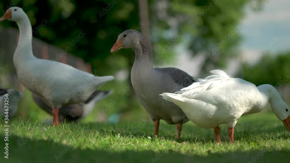 Flock of white and brown geese on the pasture. Domestic geese on the farm. Livestock in the village. Flock of white and brown geese on the pasture. Domestic geese on the farm. Livestock in the village.