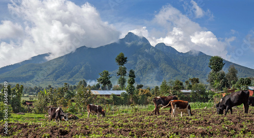 KINIGI  RWANDA  ploughed fertile volcanic soil near a village with some cows  in the background Mt Sabinyo volcano 