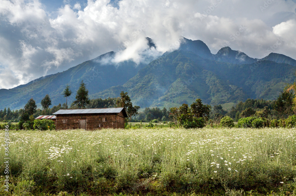 KINIGI, RWANDA : rural landscape in front of Mt Sabinyo volcano, home to highly threatened mountain gorilla's  in Volcanoes National Park