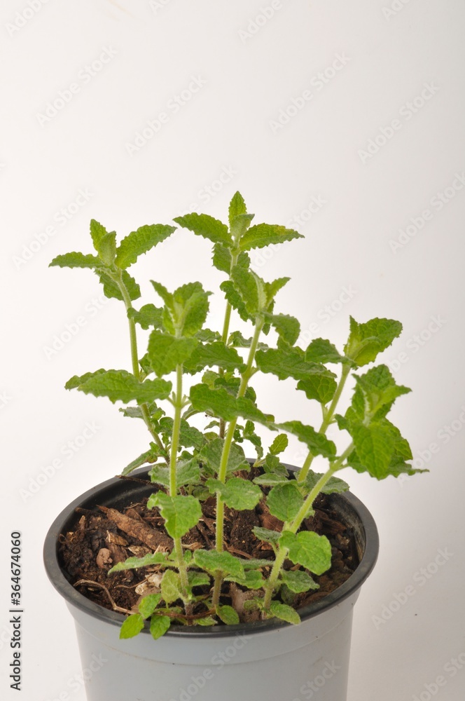 Fototapeta premium Strawberry mint plant on white background