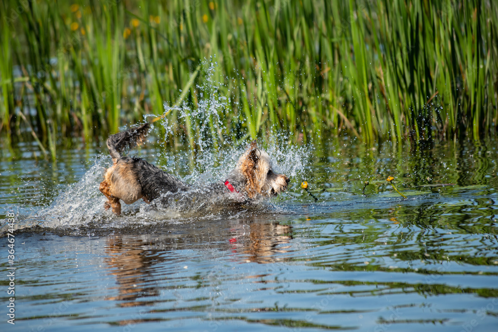 Little dog playing at water of river at hot summer morning pets nature Little dog playing at water of river at hot summer morning pets nature