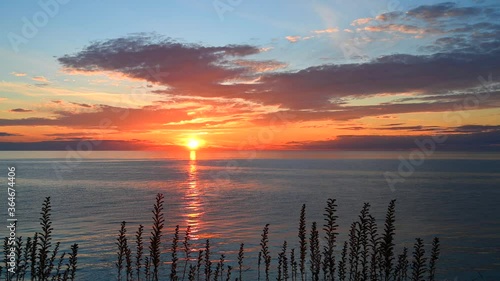 Blueweed flowers with an cloudy ocean sunset background, Sweden