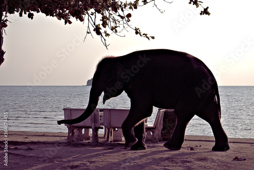 A baby elephant trotting along the beach