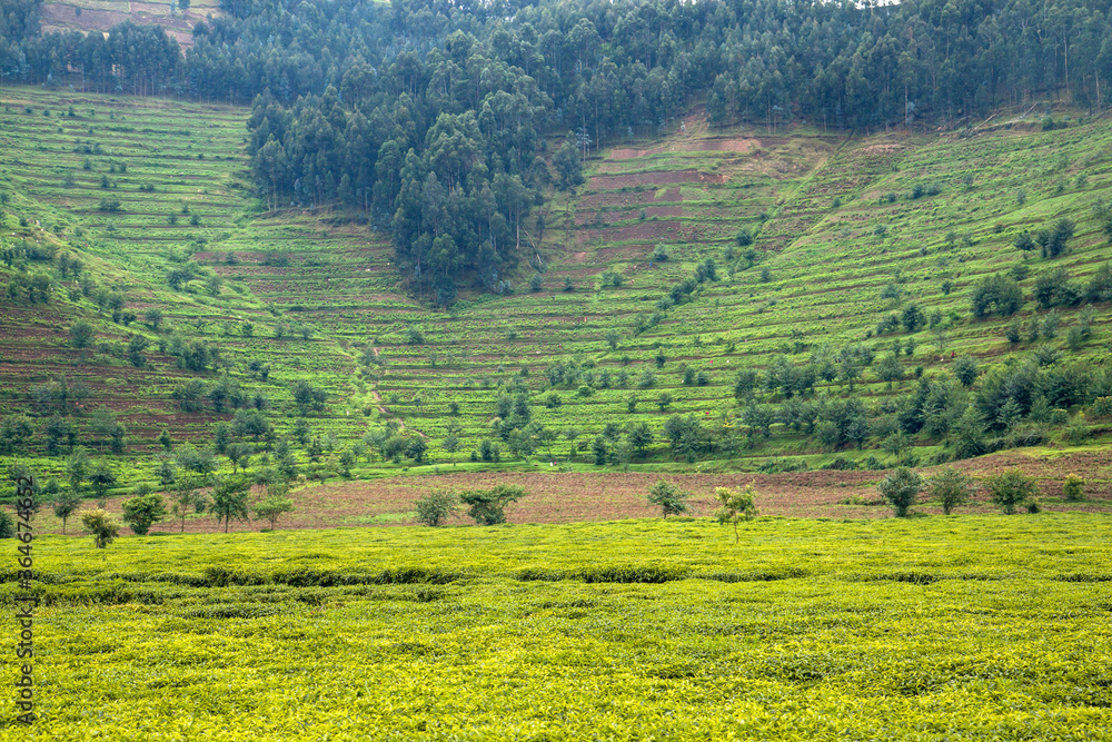 Tea plantation in Rwanda. Eucalyptus forest on the steep slopes is being converted into plantations. 
