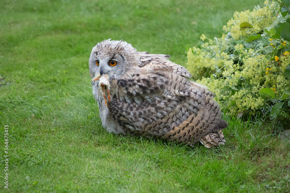 Fototapeta premium bird of prey