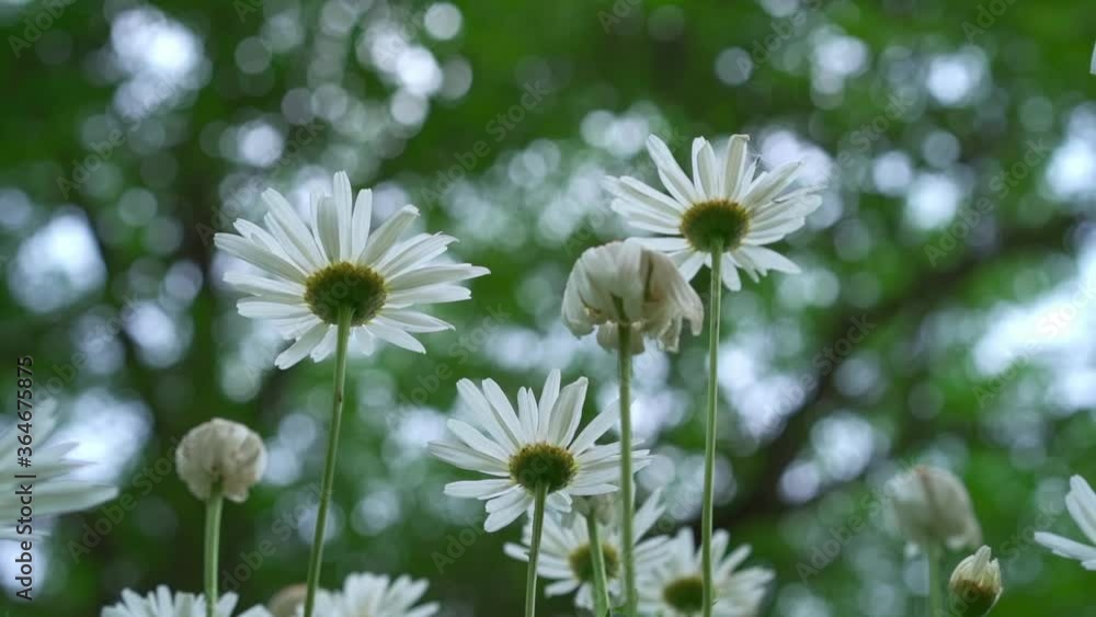 Growing daisies on a background of plants Growing daisies on a background of plants