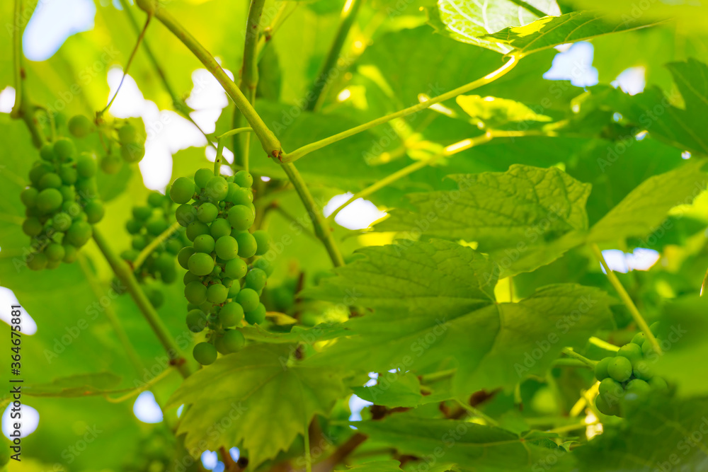 Vine with grapes cultivated in a garden in bright sunlight in summer Vine with grapes cultivated in a garden in bright sunlight in summer